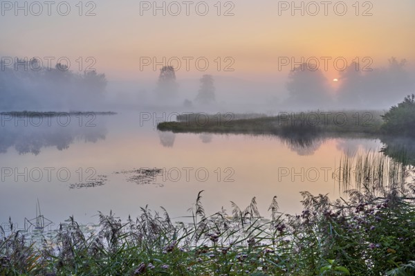Morning atmosphere with early morning fog at a pond in the nature reserve Schoren, Mühlau, Freiamt, Canton, Aargau, Switzerland