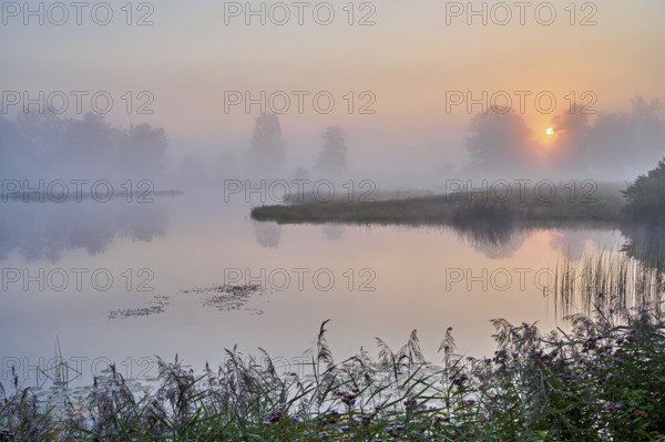 Morning atmosphere with early morning fog at a pond in the nature reserve Schoren, Mühlau, Freiamt, Canton, Aargau, Switzerland