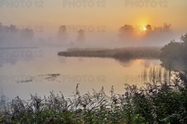 Morning atmosphere with early morning fog at a pond in the nature reserve Schoren, Mühlau, Freiamt, Canton, Aargau, Switzerland