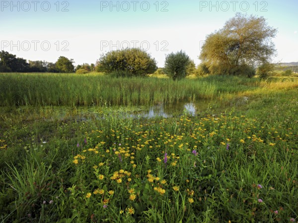 Meadow with flowering elecampane (Inula helenium), Schoren nature reserve, Mühlau, Freiamt, Canton, Aargau, Switzerland