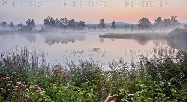 Morning atmosphere with early morning fog at a pond in the nature reserve Schoren, Mühlau, Freiamt, Canton, Aargau, Switzerland
