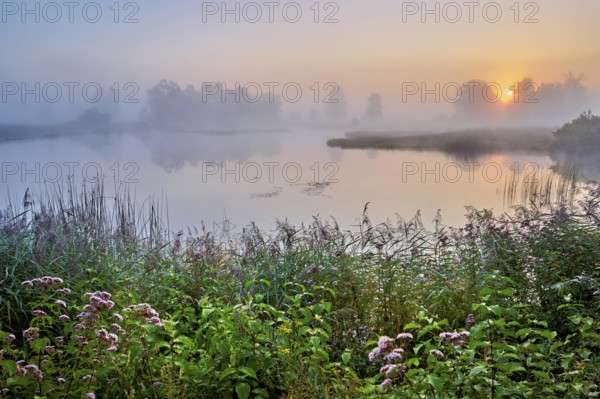 Morning atmosphere with early morning fog at a pond in the nature reserve Schoren, Mühlau, Freiamt, Canton, Aargau, Switzerland
