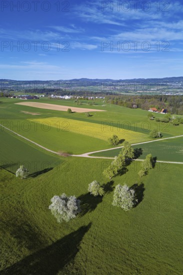 Flowering pear trees and rape fields, Geltwil, Freiamt, Canton, Aargau, Switzerland