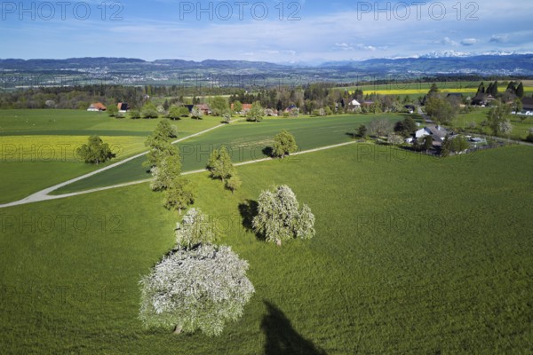 Blossoming pear trees and rape fields, behind the snow-covered Alpstein, Geltwil, Freiamt, Canton, Aargau, Switzerland