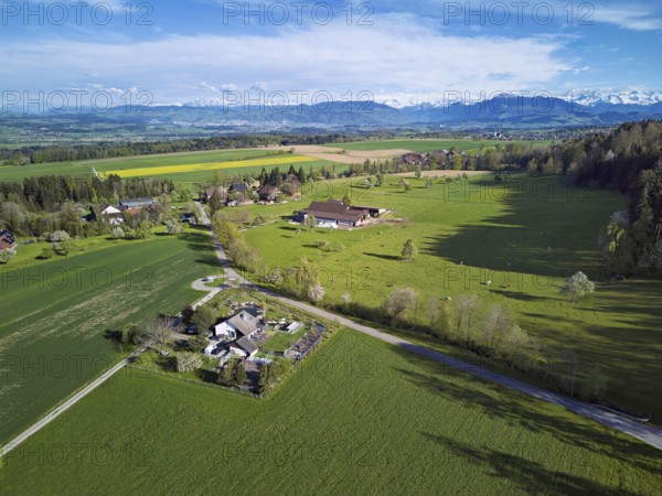 Blossoming pear trees and rape fields, behind the snow-covered Alpstein, Geltwill, Freiamt, Canton, Aargau, Switzerland