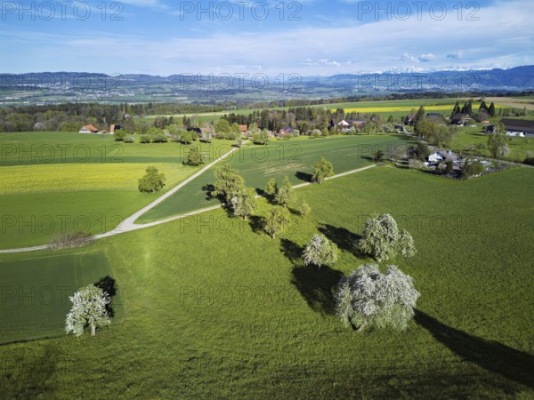Blossoming pear trees and rape fields, behind the snow-covered Alpstein, Geltwill, Freiamt, Canton, Aargau, Switzerland