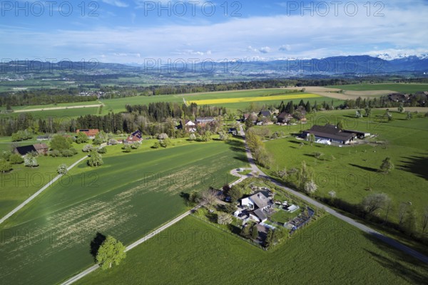 Blossoming pear trees and rape fields, the Reuss valley and the snow-covered Alps in the background, Geltwill, Freiamt, Canton, Aargau, Switzerland
