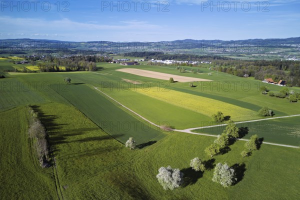 Blossoming pear trees and rape fields, in the background the Reuss valley, Geltwil, Freiamt, Canton, Aargau, Switzerland