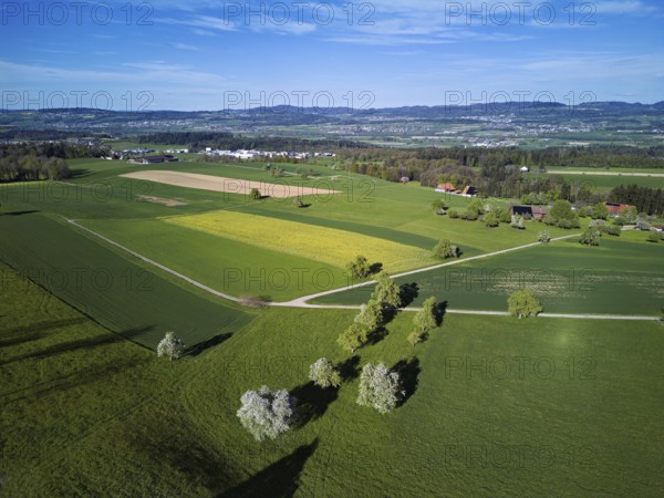 Blossoming pear trees and rape fields, in the background the Reuss valley, Geltwil, Freiamt, Canton, Aargau, Switzerland