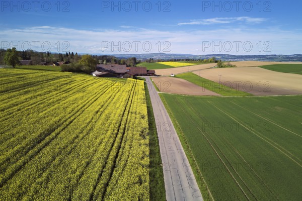 Agricultural fields and rape fields in bloom in the hamlet, Winterschwil, Beinwil, Freiamt, Canton, Aargau, Switzerland