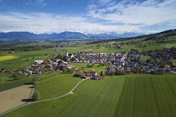 Village view with field of flowering rape, behind the Rigi and the snow-covered Alps, Beinwil, Freiamt, Canton, Aargau, Switzerland