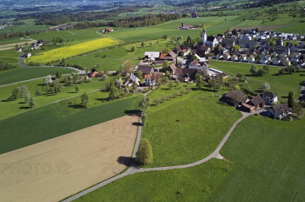 Village view with field of flowering rape, behind the Rigi and the snow-covered Alps, Beinwil, Freiamt, Canton, Aargau, Switzerland