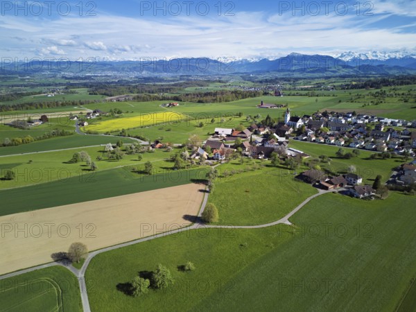 Village view with field of flowering rape, behind the Rigi and the snow-covered Alps, Beinwil, Freiamt, Canton, Aargau, Switzerland