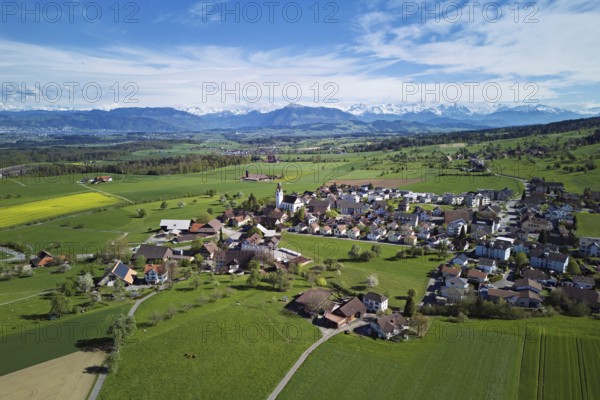 Village view with field of flowering rape, behind the Rigi and the snow-covered Alps, Beinwil, Freiamt, Canton, Aargau, Switzerland
