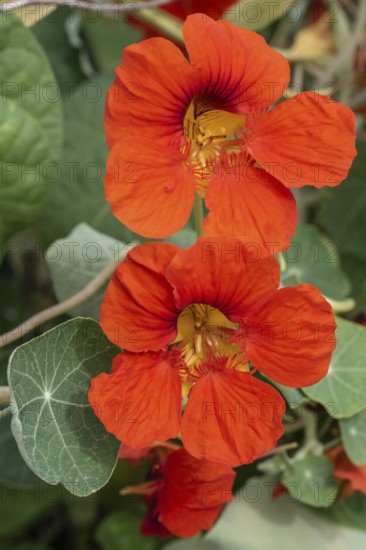 Nasturtium (Tropaeolum majus), Emsland, Lower Saxony, Germany