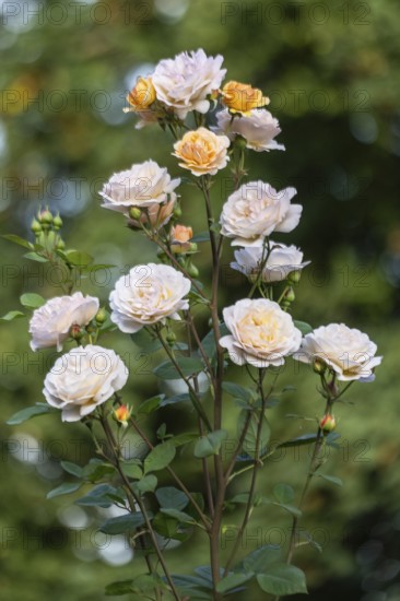 English shrub rose (Rosa Charles Austin), Emsland, Lower Saxony, Germany