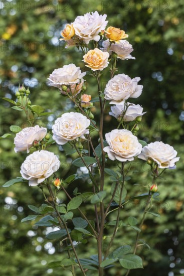 English shrub rose (Rosa Charles Austin), Emsland, Lower Saxony, Germany