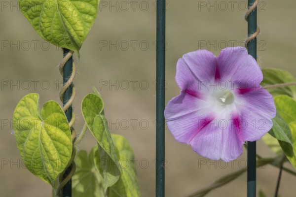Funnel bindweed (Ipomaea tricolor), Emsland, Lower Saxony, Germany
