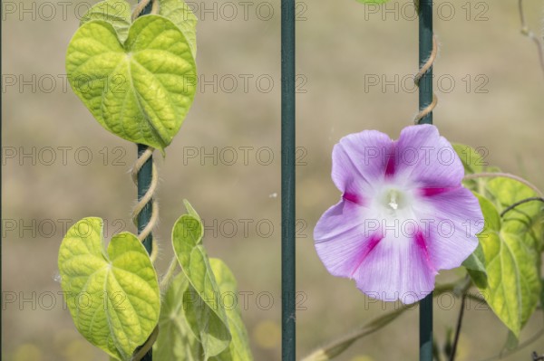 Funnel bindweed (Ipomaea tricolor), Emsland, Lower Saxony, Germany