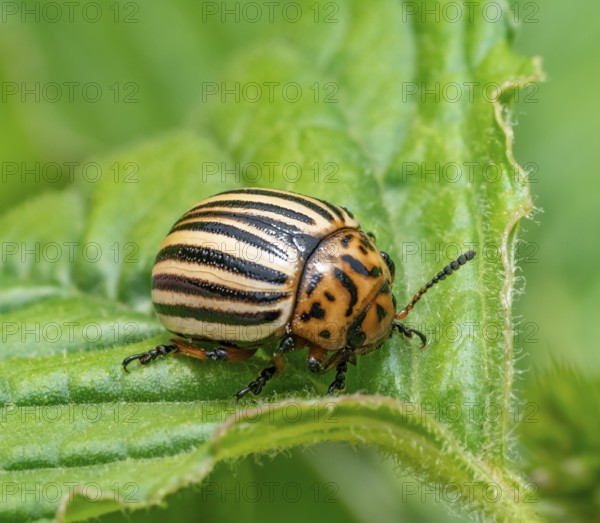 Closeup shot of a Colorado potato beetle on green potato leaf