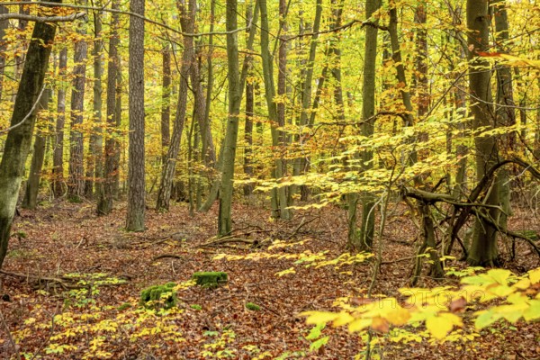 Colorful autumn forest scenery seen around Hardheim, a municipality in the district of Neckar-Odenwald-Kreis in Baden-Wuerttemberg, Germany