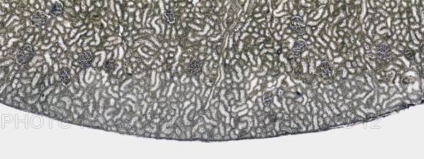 Microscopic cross section showing a detail of the kidney from a rat