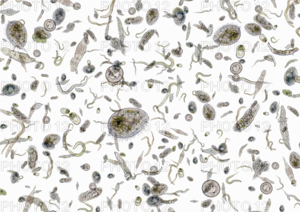 Micrography showing lots of various freshwater microorganisms in light back