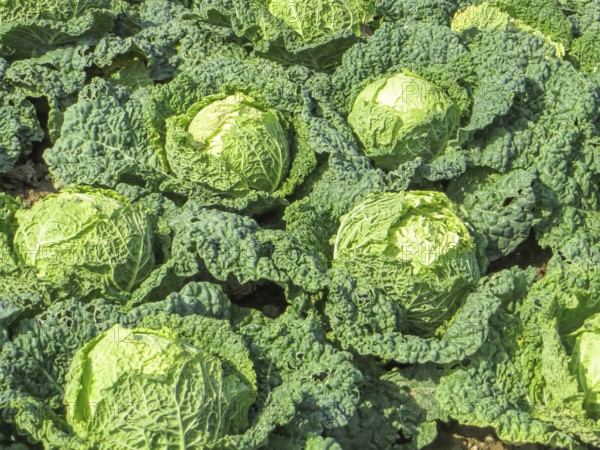 Sunny illuminated cabbage plants closeup