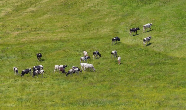 Cattle at Upper Allgaeu near Immenstadt in Bavaria, Germany