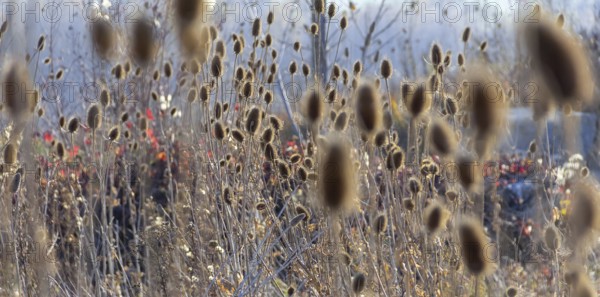 Sere teasel plants at autumn time