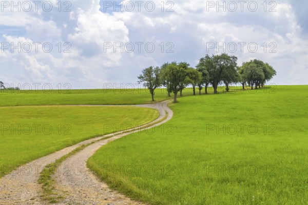 Rural scenery with grove, meadows and farm track at summer time