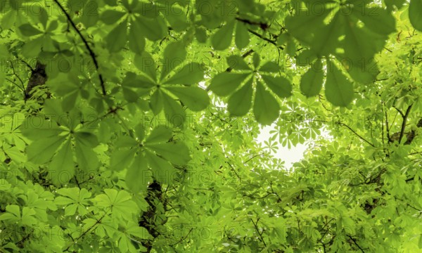 Lots of fresh green chestnut leaves
