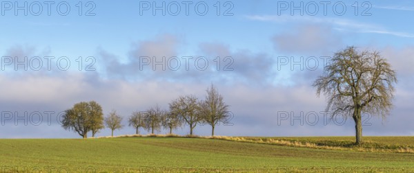 Idyllic rural scenery with fruit trees in Hohenlohe, an area in Southern Germany at winter time