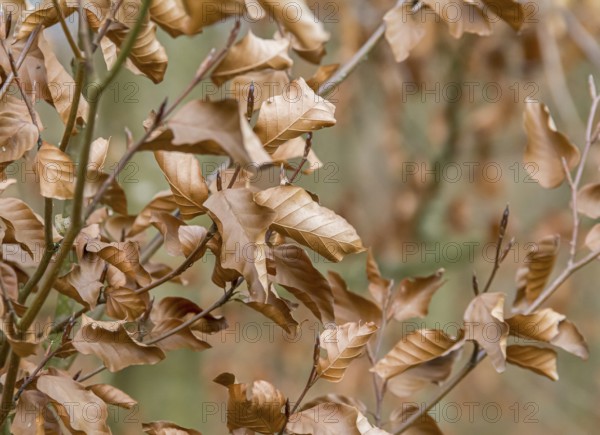 Full frame dry autumn foliage closeup