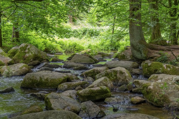 Impression at the idyllic nature reserve named Hoelle in the Bavarian Forestin Southern Germany at summer time