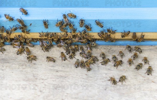 A beehive entrance with lots of bees