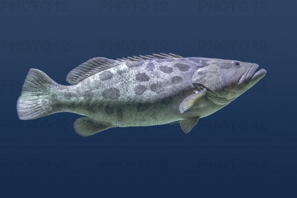 Giant grouper fish swimming in blue aquatic ambiance
