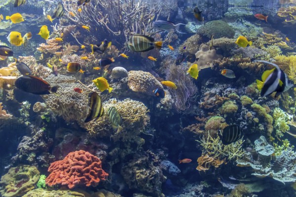 Submerge coral reef scenery including lots of colorful fishes
