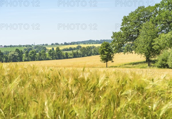 Rural agricultural scenery in Hohenlohe, a area in Southern Germany