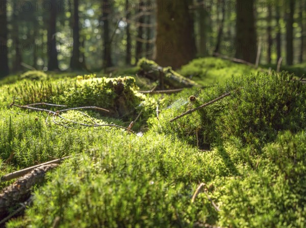Sunny illuminated low angle forest scenery with moss and ground cover vegetation