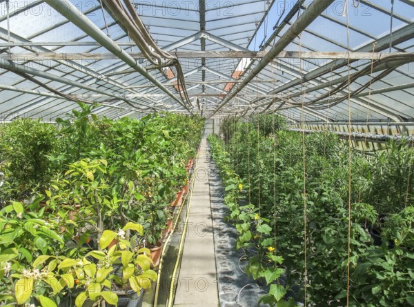 Sunny illuminated scenery in a vegetal greenhouse