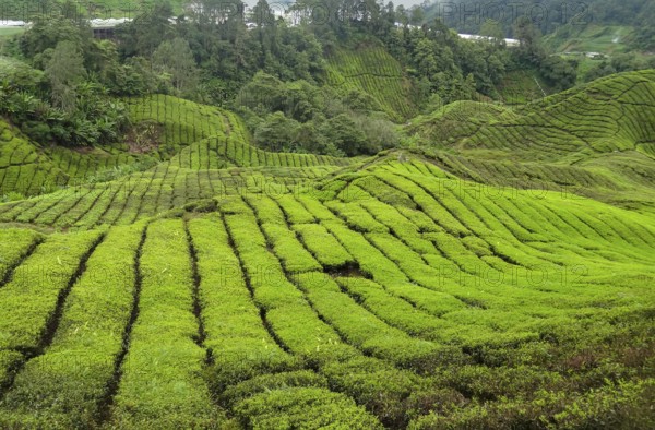 Tea plantation at the Cameron Highlands district in Malaysia