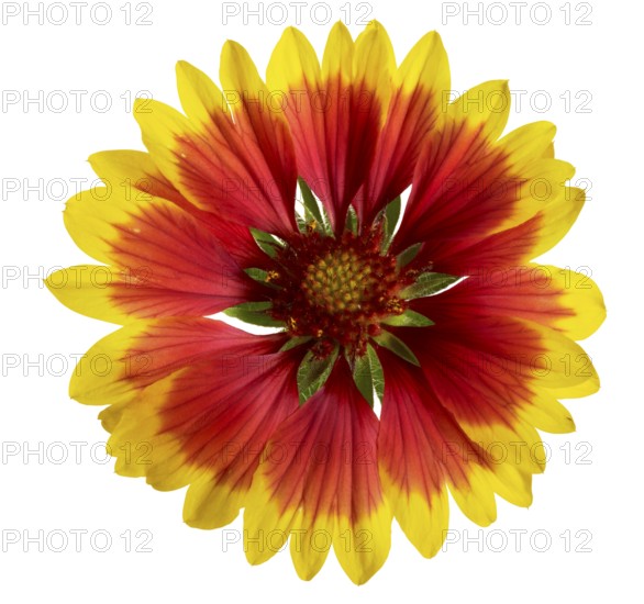 Blanket flower head in white back