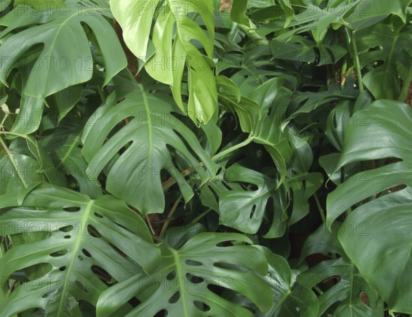 Dense vegetation of foliage plants