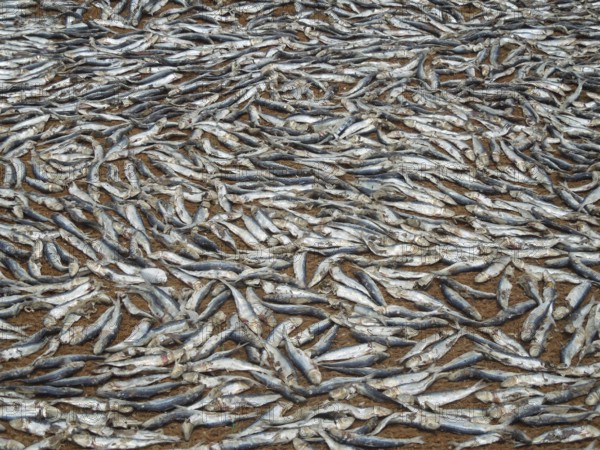 Full frame picture showing lots of fishes on the ground seen in Sri Lanka
