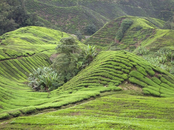 Tea plantation at the Cameron Highlands district in Malaysia