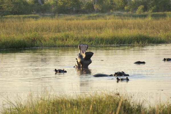 Flock of Hippos in a river at the Moremi Game Reserve in Botswana, Africa, at evening time