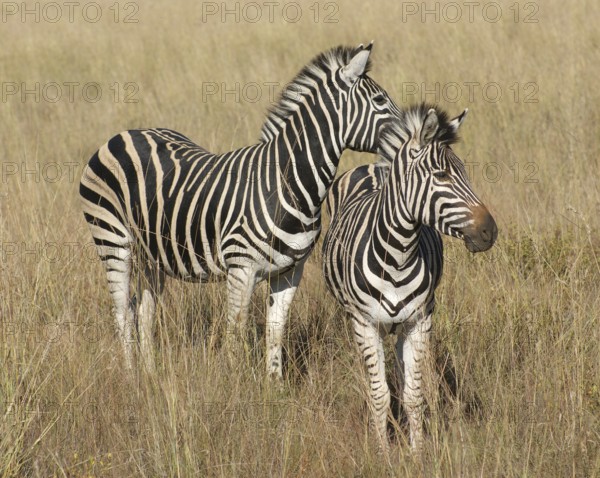 Sunny savanna scenery with zebras in Botswana