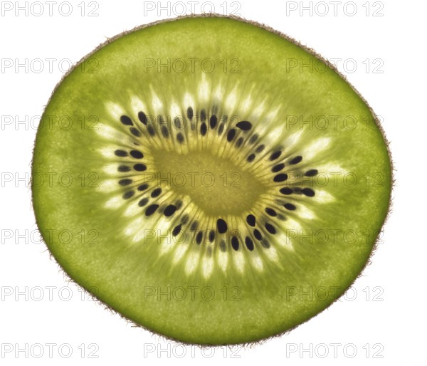 Thin translucent sliced kiwifruit in white back