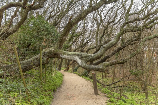 Coastal forest scenery with knaggy trees near Domburg in Zeeland, a province in the Netherlands at winter time